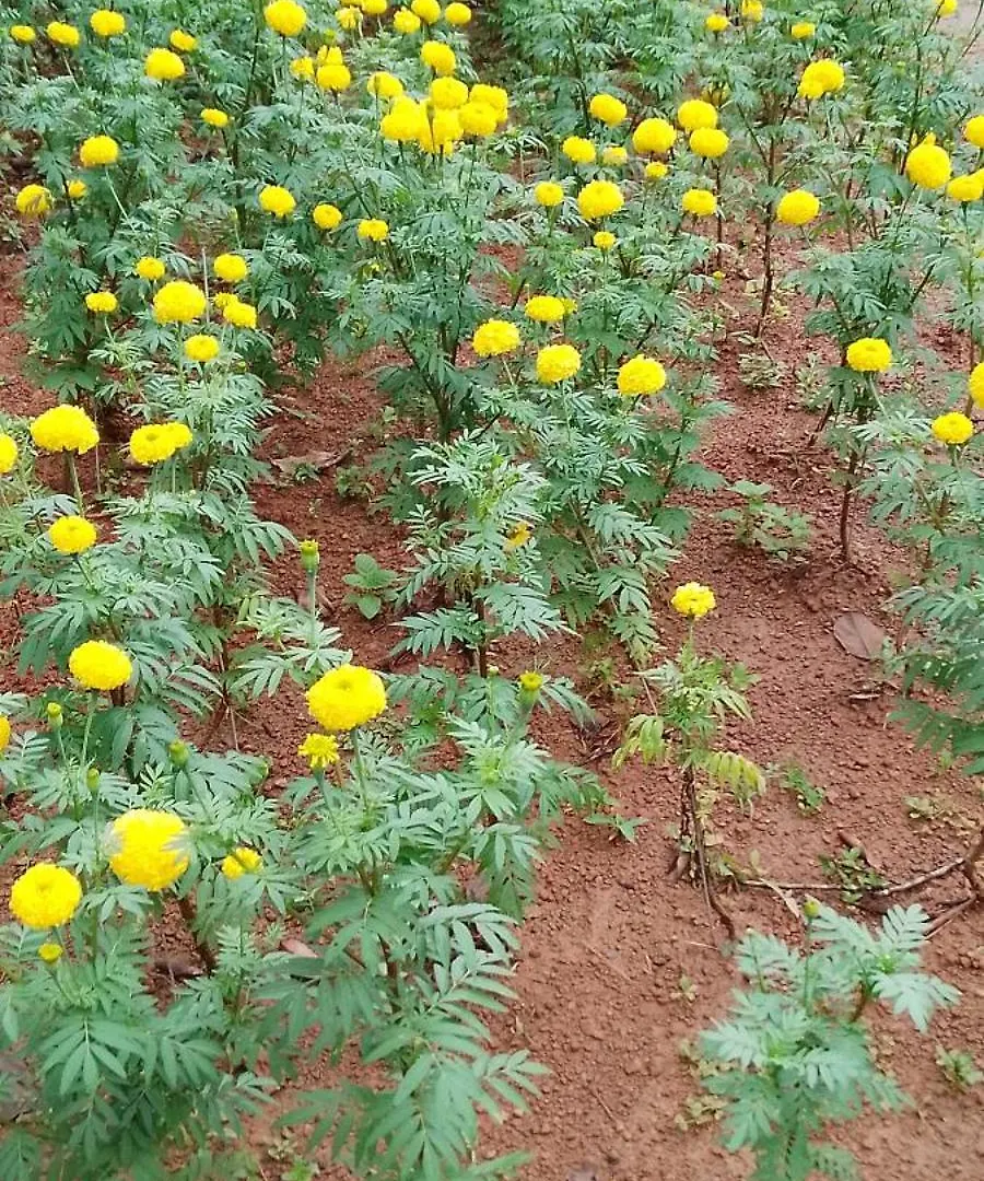 Homestay Tapovan Happiness Valley Kollam India