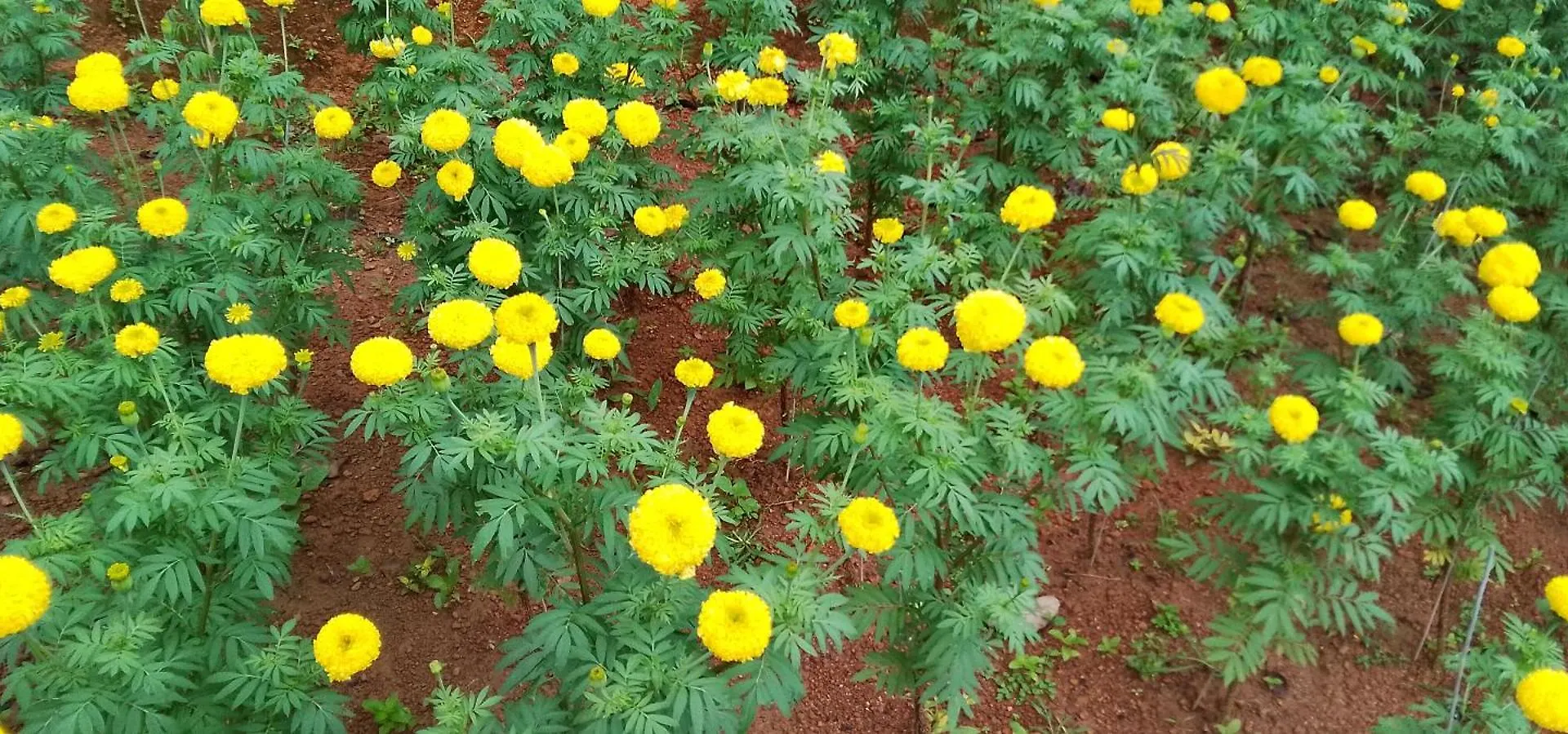 Tapovan Happiness Valley Kollam