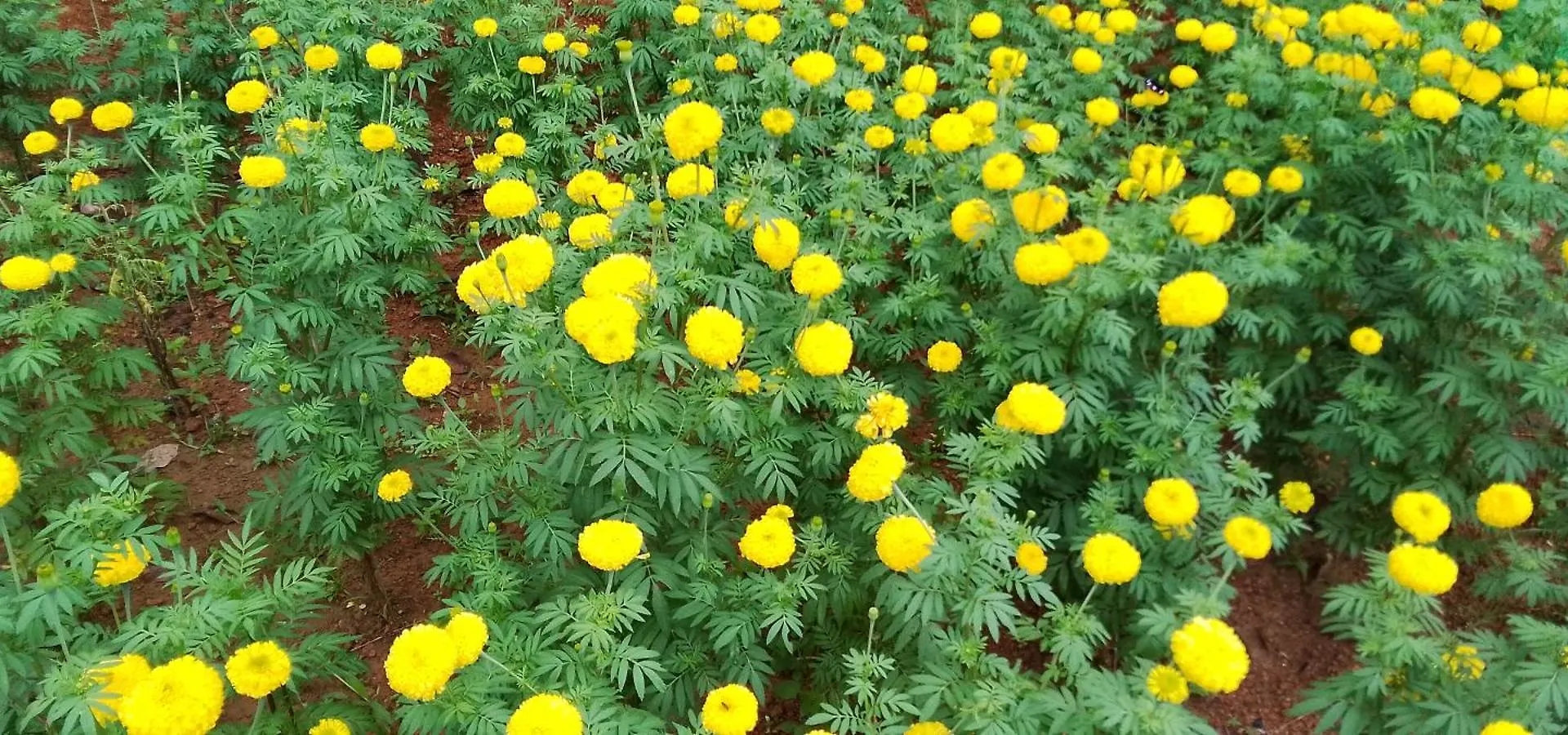 Tapovan Happiness Valley Kollam India