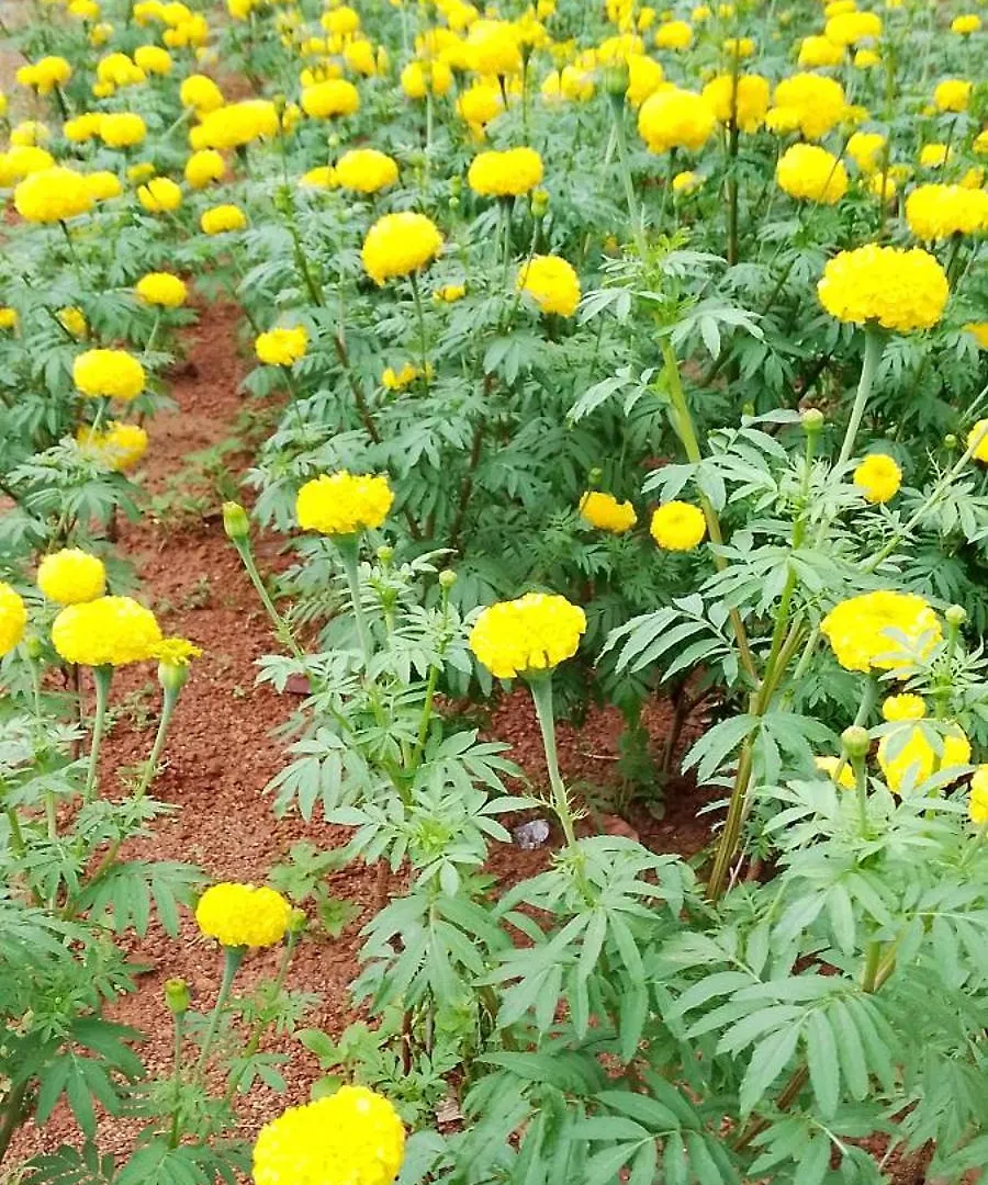 Tapovan Happiness Valley Kollam