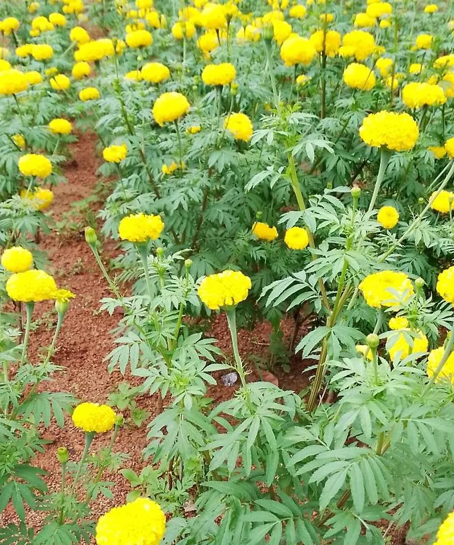 Homestay Tapovan Happiness Valley Kollam