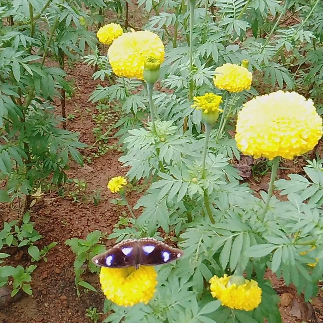 Tapovan Happiness Valley Kollam 0*,  India