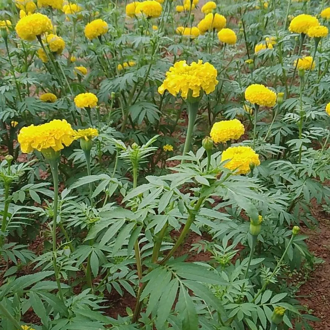 Tapovan Happiness Valley Kollam Homestay